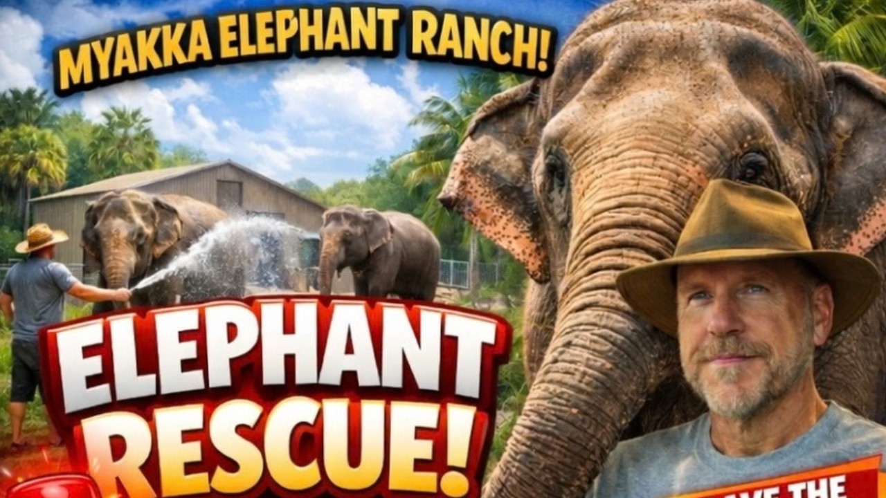 Myakka Elephant Ranch and Up-close with Rescued Elephants.