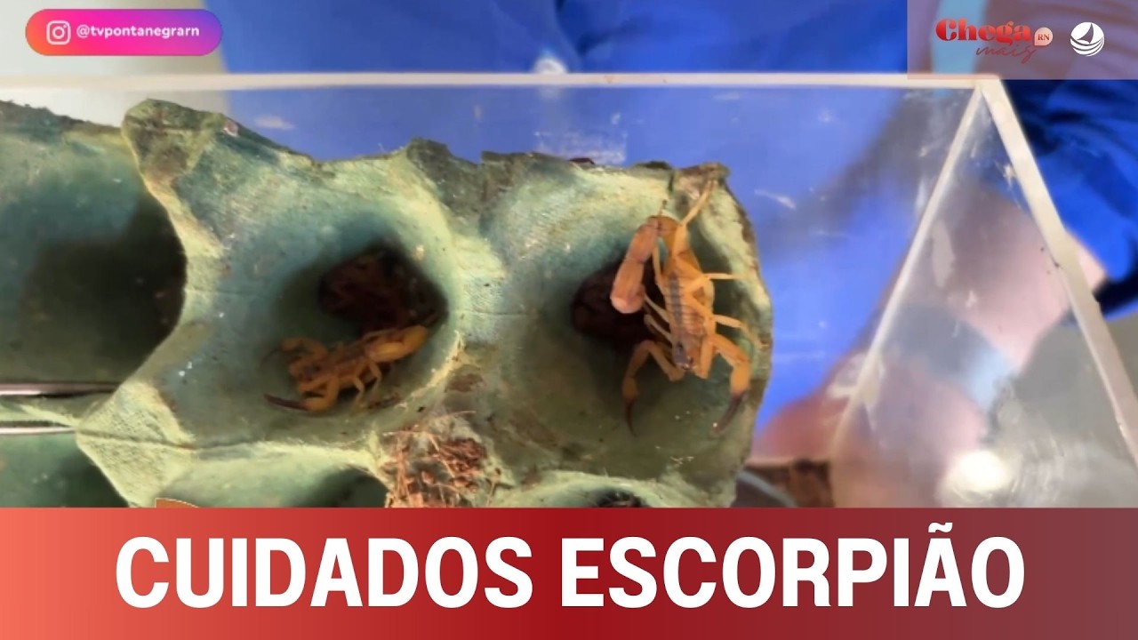 RN registra mais de 9 mil acidentes com animais peçonhentos