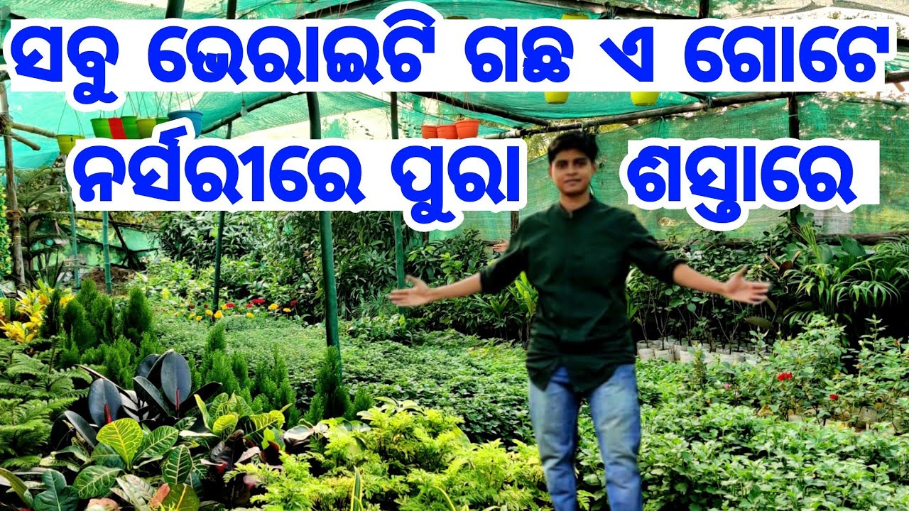 Very Low Price Nursery Tree Collection all varieties like flower fruits, medicinal Lakheswar Nursery