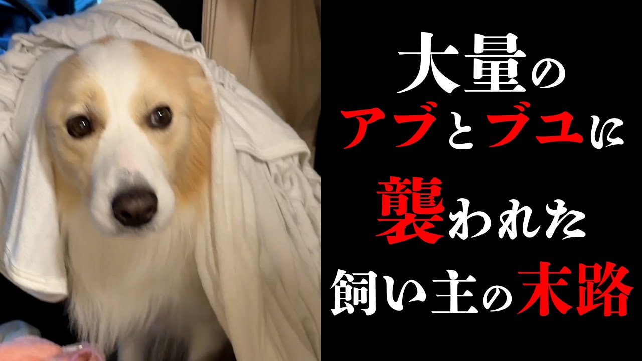 【神回】愛犬を守るためにアブと戦った飼い主の末路が悲惨すぎる...【