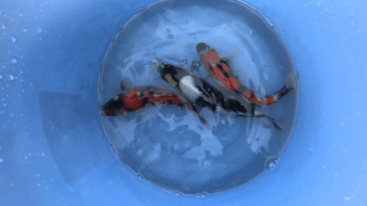 Zoo-Flottmann - High Grade Tosai Ogata Koi Farm
