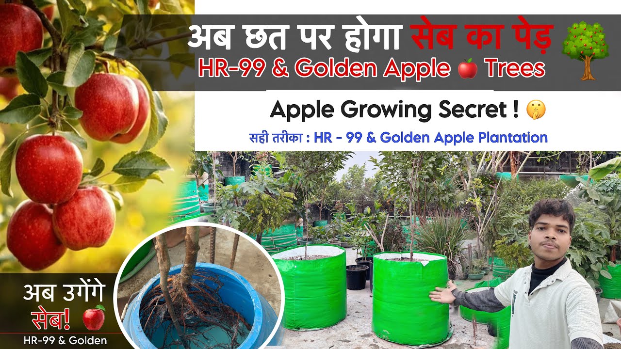 Garmi mein सेब🍎 ka ped kaise lagaye🤯? Step-by-Step | #youtube | #vlog | #trending | #garden 