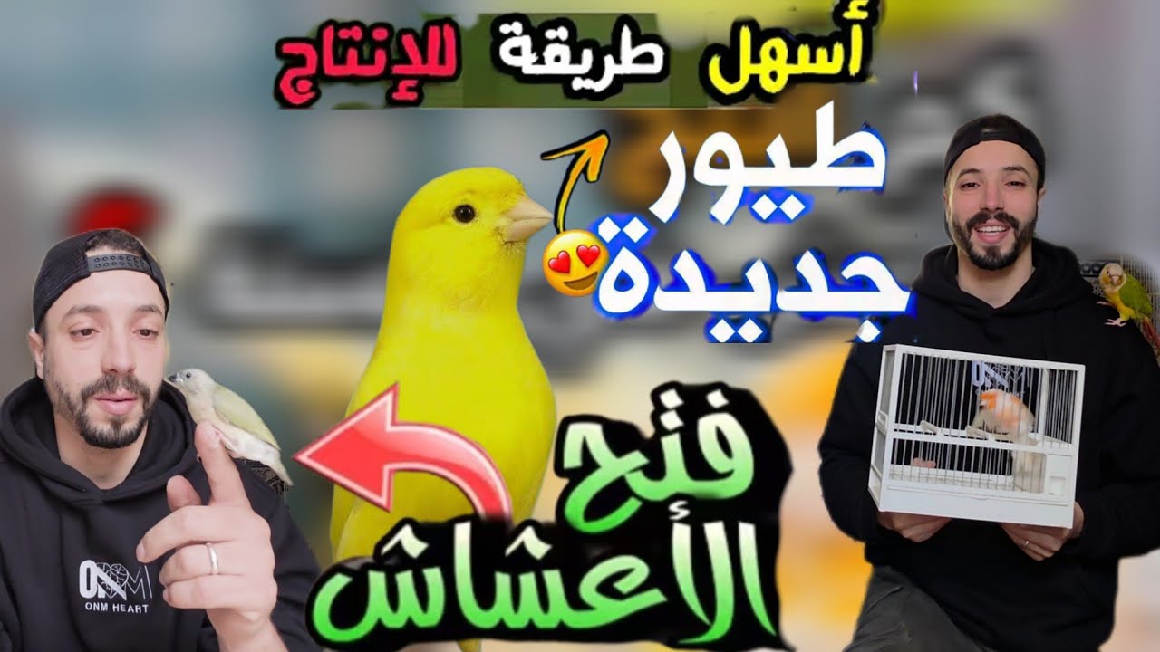 فتح الأعشاش وتجهيز قفص كناري مالينوا لتزاوج ناجح | فطم فراخ كناري موزايك خطوة بخطوة #كناري 