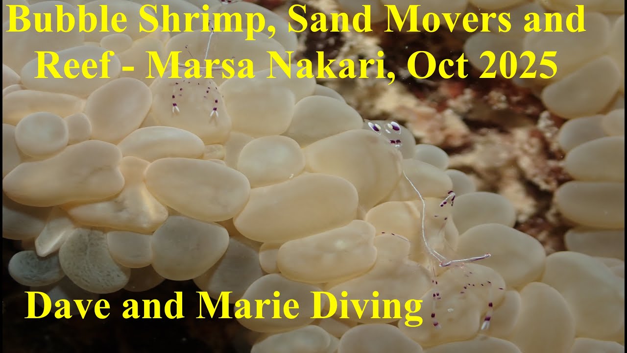 Bubble Coral Shrimp, Sand Movers and Reef life at Marsa Nakari, Egypt - October 2025