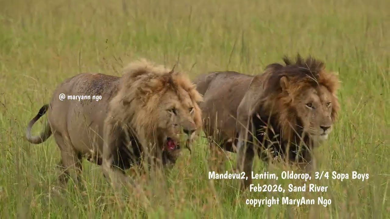 Mandevu2, Lentim, Oldorop, 3/4 Sopa Males, Blackie & Lipstick legacy, part1 walking to SandRiver