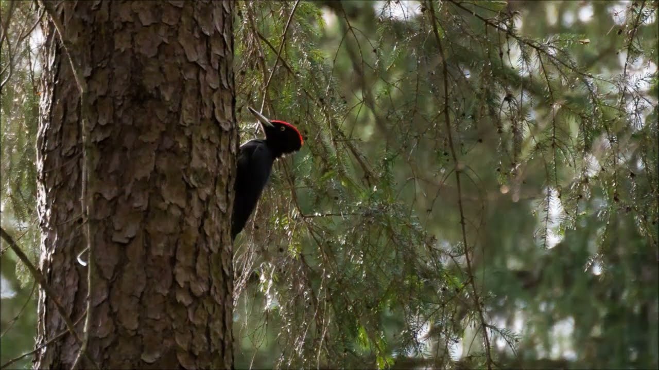 Dzięcioł czarny / Black woodpecker
