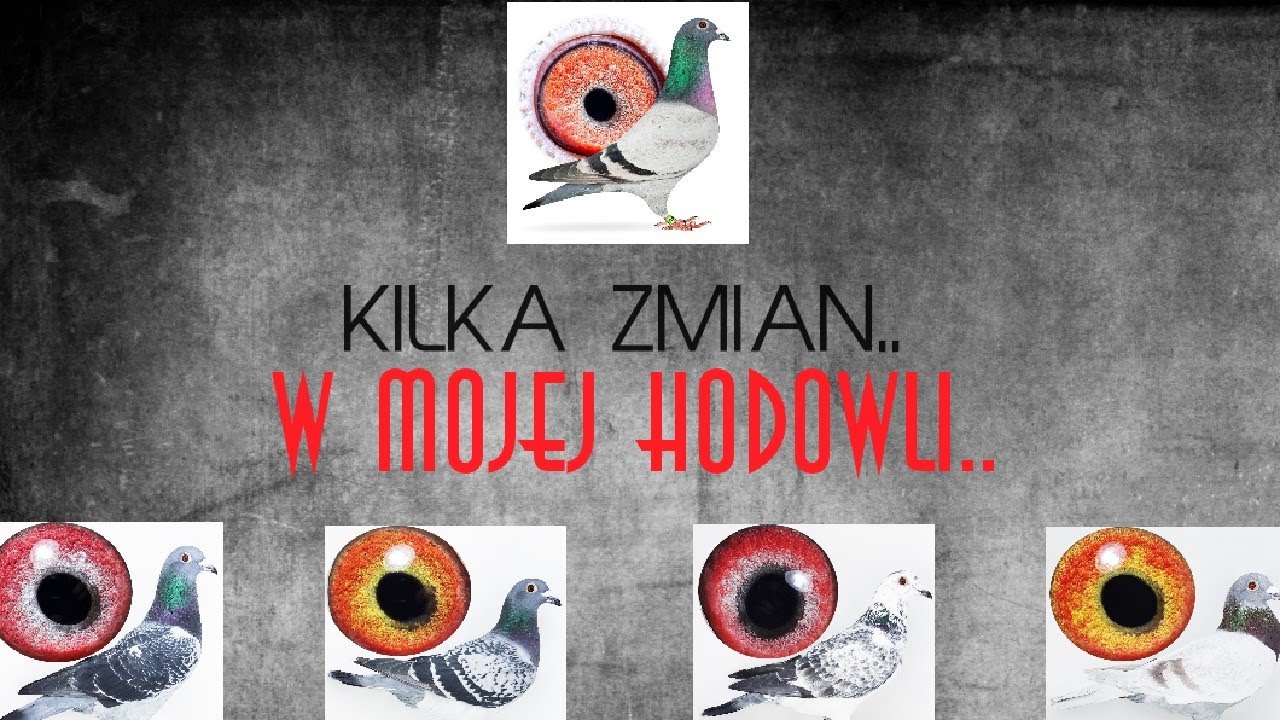 GOŁĘBIE POCZTOWE - NOWY MATERIAŁ W MOJEJ HODOWLI..