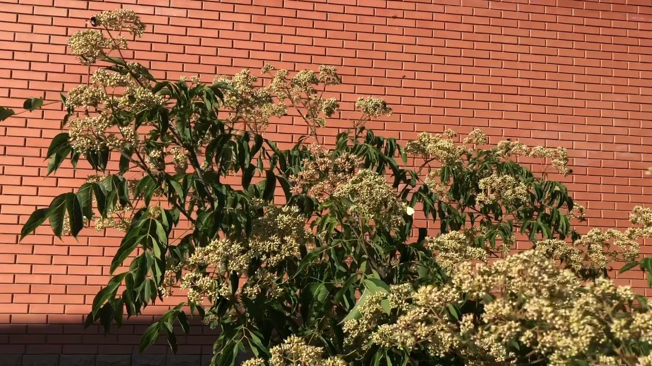 Эводия Даниэля ЦВЕТЕТ Полным Ходом | 08/08/2021 | ПчелоСад