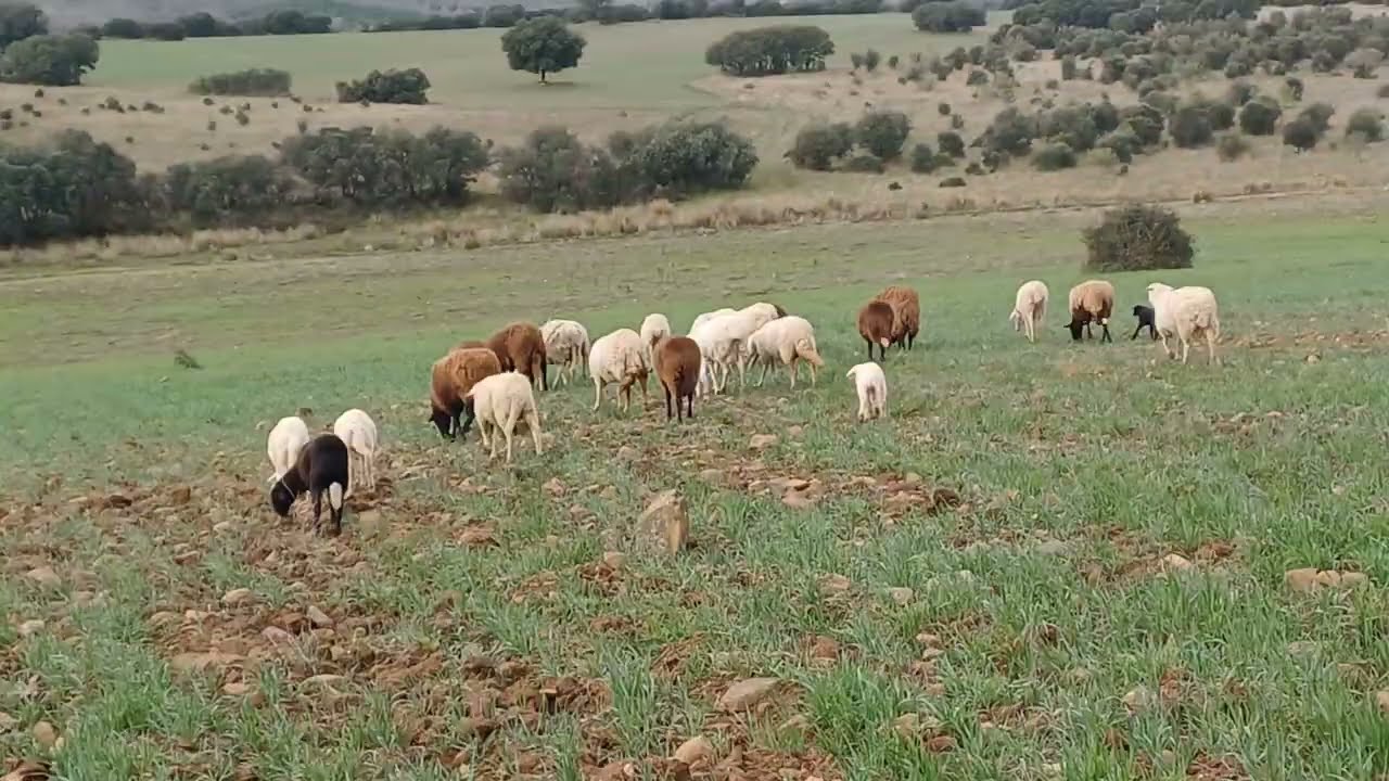 15 de enero de 2026
