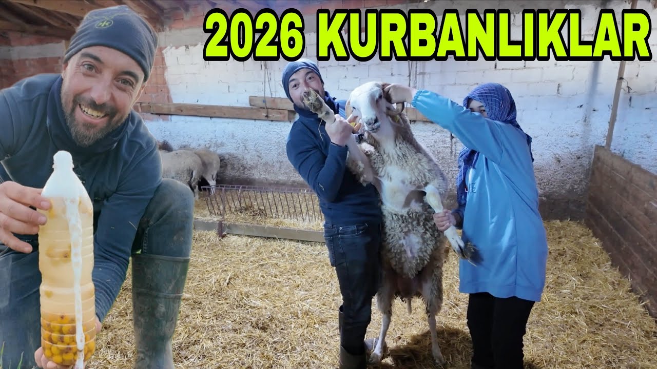 2026 KURBANLIKLAR...YUSUF'U YİYEN KUZULARIN SON HALİ..KIŞ GELİYO..SON G&Uuml;BRE