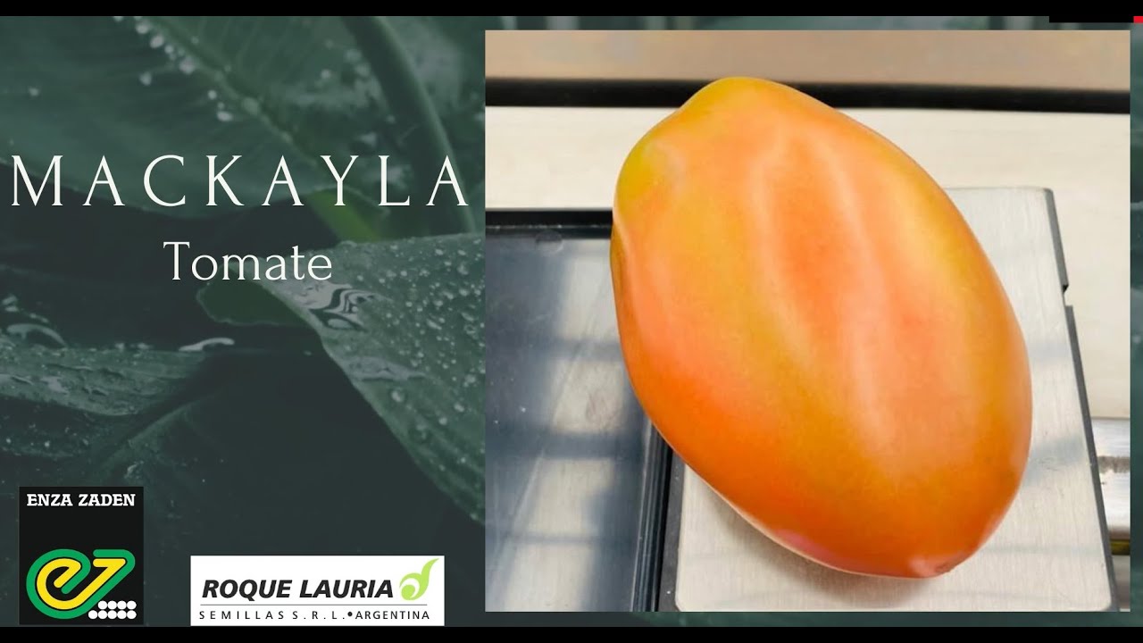 TOMATE MACKAYLA🍅