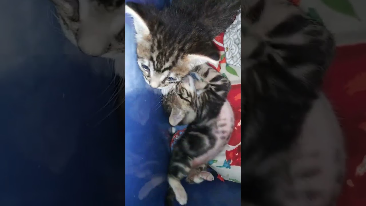 Cute kittens ( Sisterly Love)
