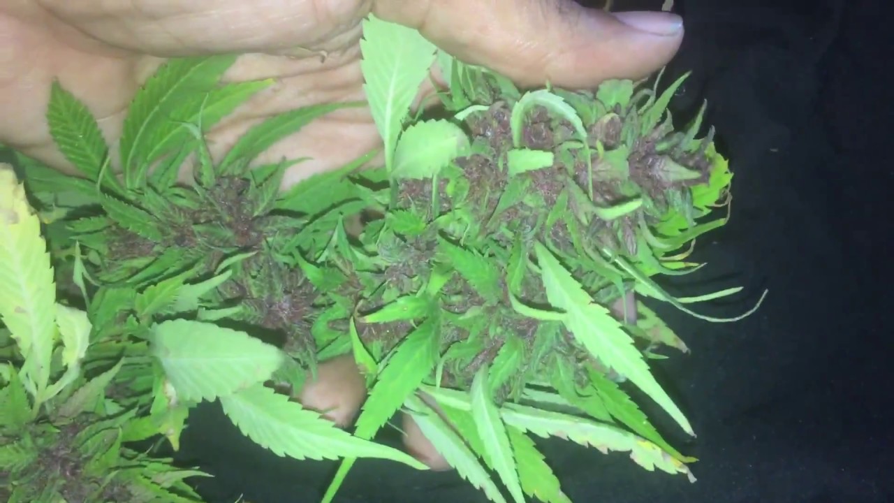 Purple Kush harvest