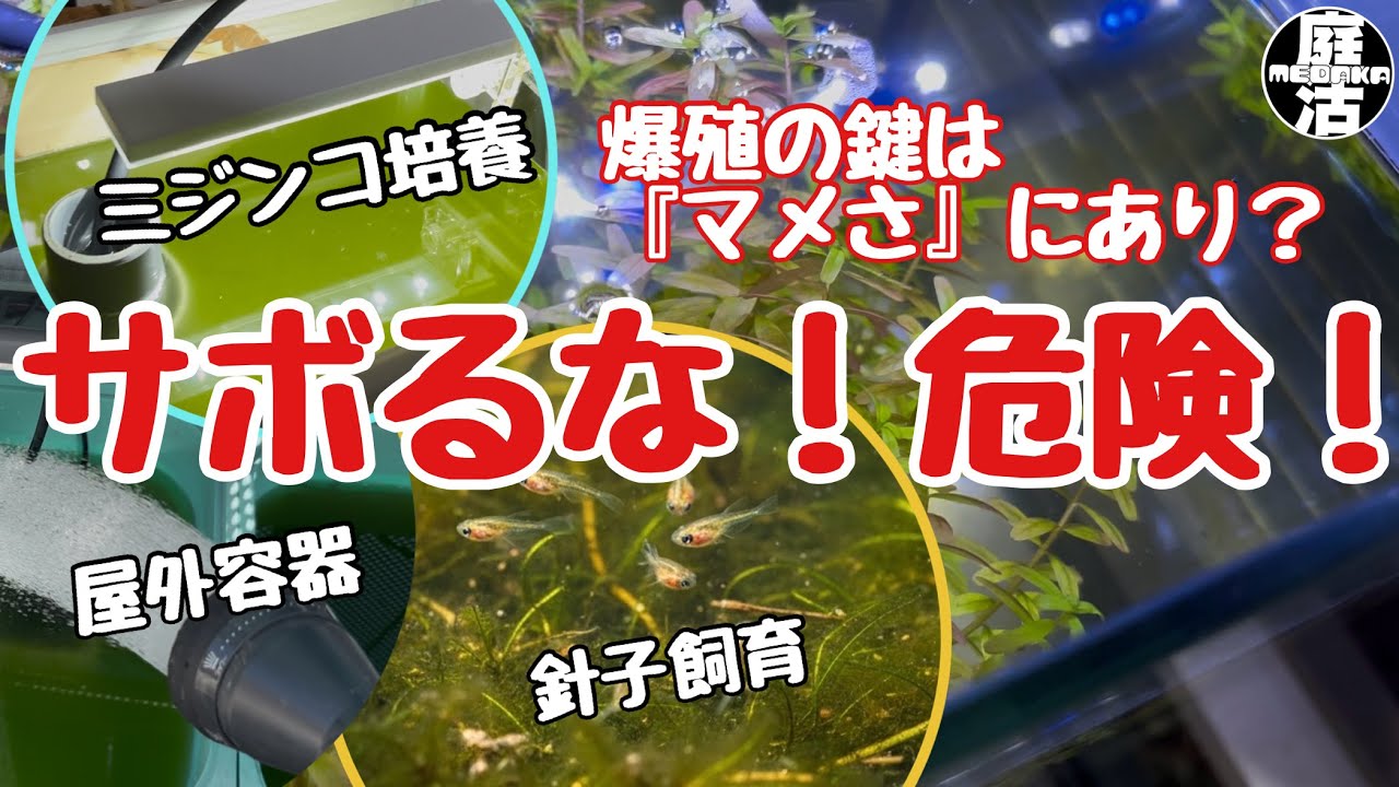 （メダカ）サボるな！危険！ミジンコも針子飼育もマメさが必要？