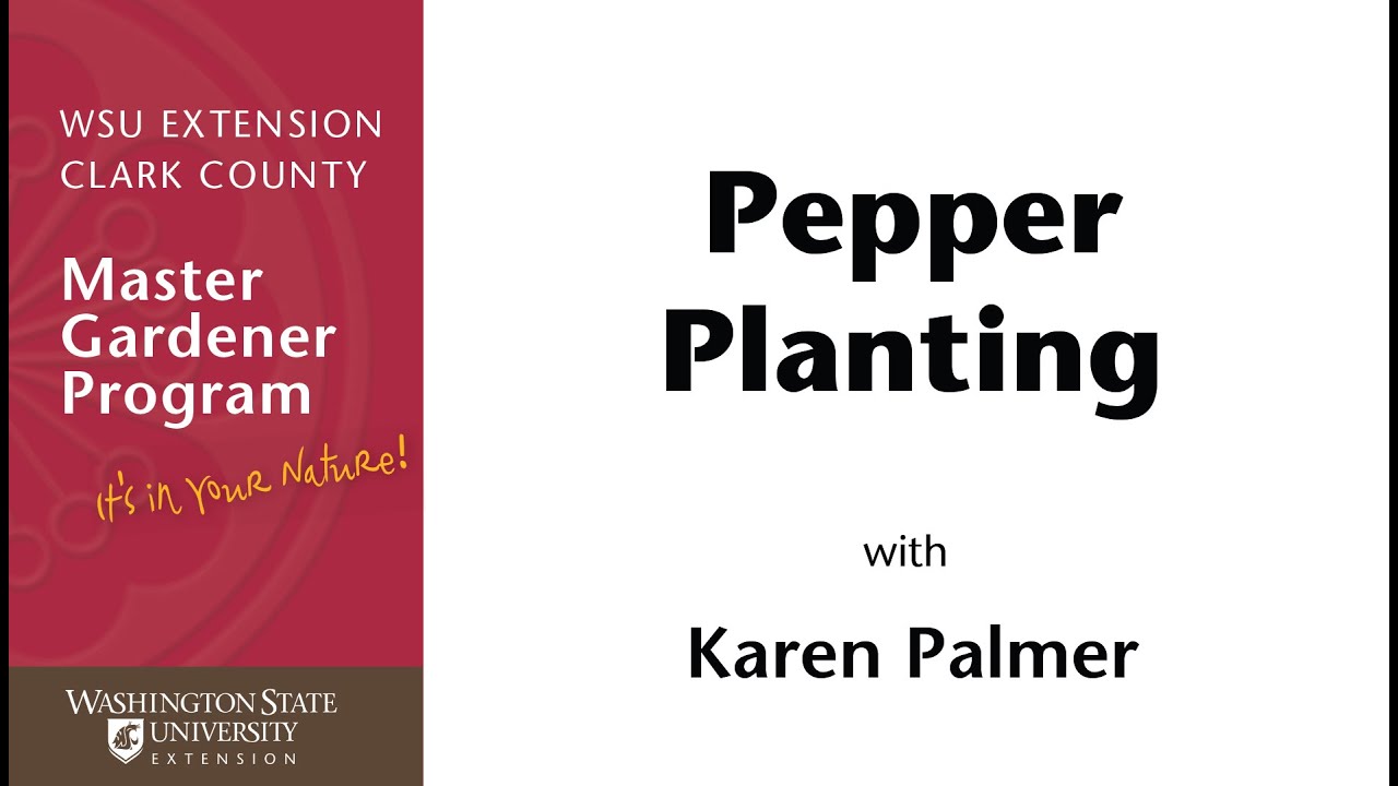 Pepper Planting