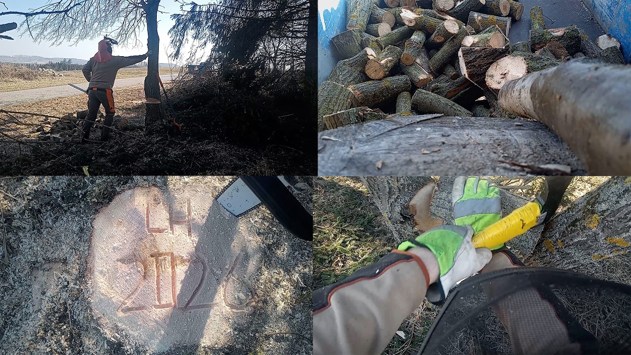 Práce v lese | Work in forest | Baumfällung im Wald