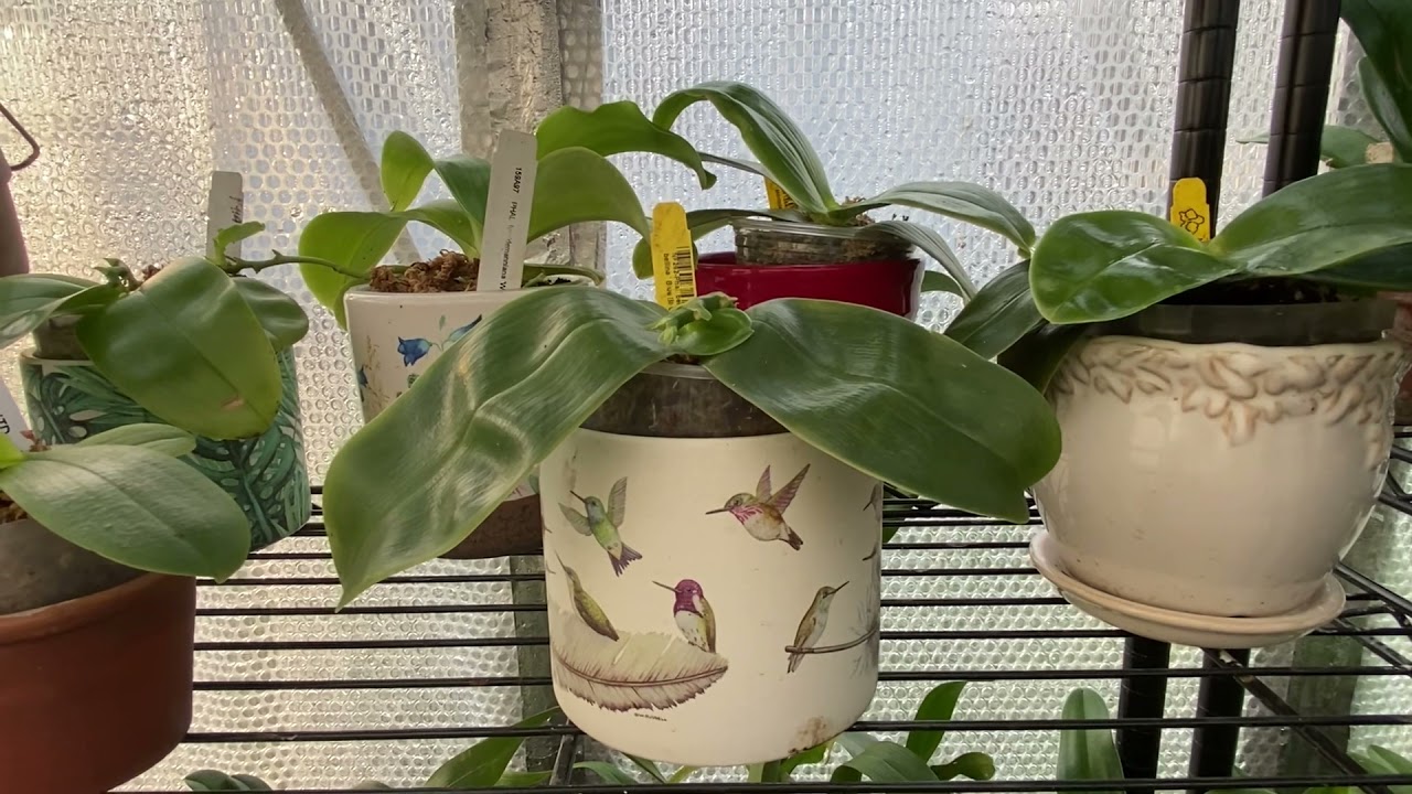 3 Simple Steps I Took To Rejuvenat Phalaenopsis Bellina With Little Roots! Orchid Care.