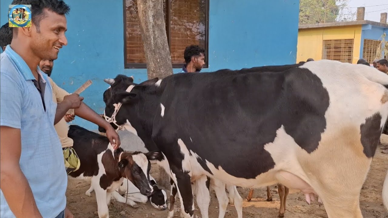 @ আজ 12 March 2026|| খোচাবাড়ী হাটে উন্নত জাতের দুধের গাভী বাছুর সহ দাম||