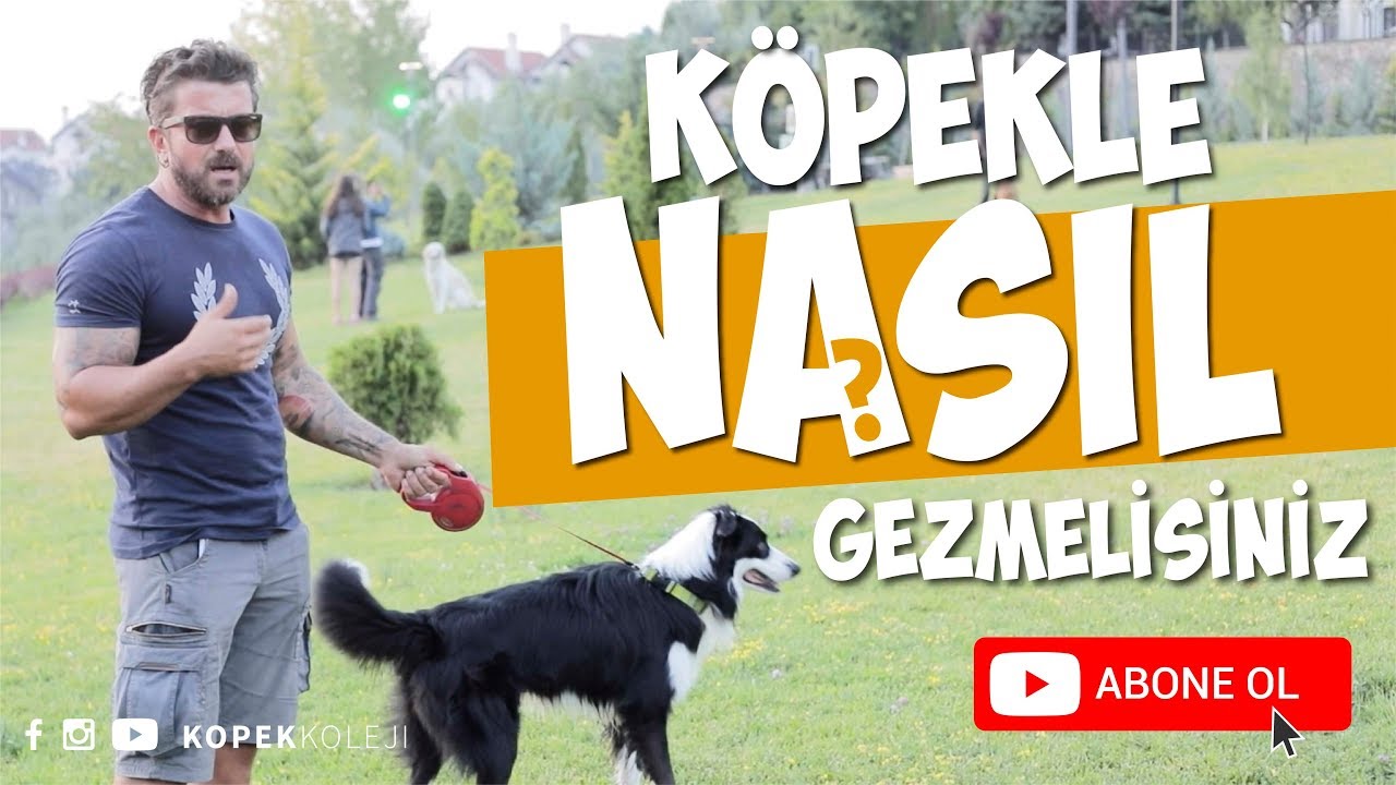 Köpekle Nasıl Gezinti Yapmalısınız?