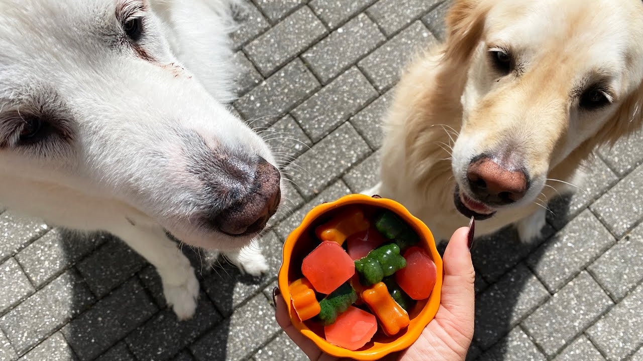 HOW TO MAKE HOMEMADE DOG CANDY!