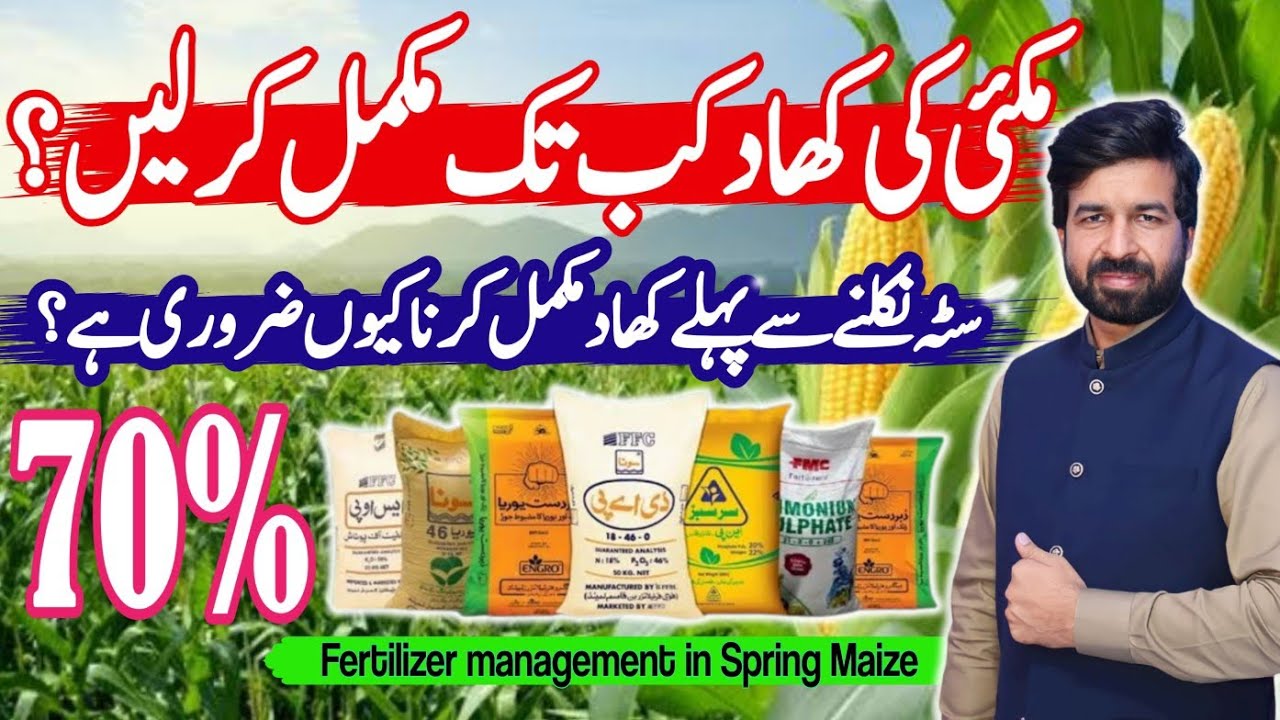 Fertilizer application | Best time to complete in Spring Maize #unfrezzmyaccount #farming #agri