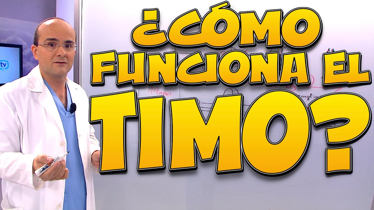 TIMO, ¿cómo funciona? - Cuerpo Humano #5