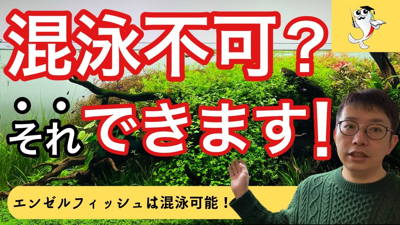 【常識を覆す】気が強い熱帯魚をスムーズに混泳させる