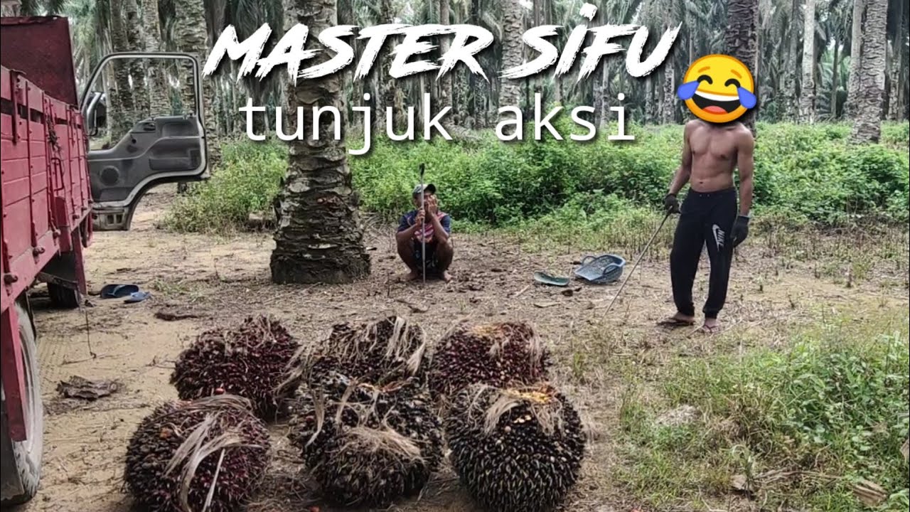 6 TANDAN SAWIT BESAR DI ANGKAT BANG SYAHDUL.
