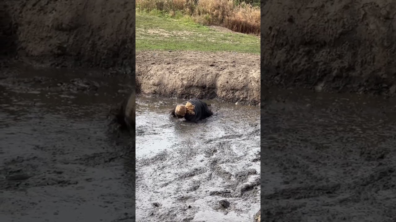 girl in mud 🤣🤣🤣🤣 #mud #fun #swimming #muddy #mudwrestling #girls