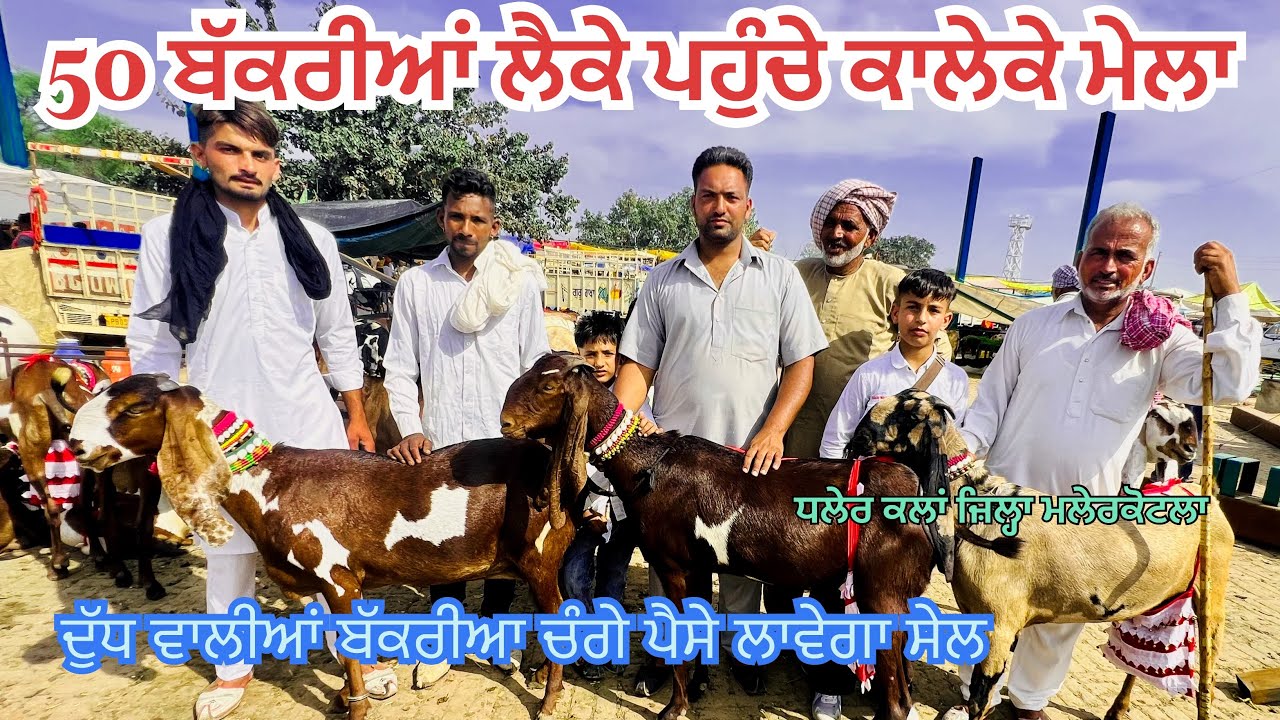ਮੇਲਾ ਕਾਲੇਕੇ ਬੱਕਰੀਆਂ 50 ਬੱਕਰੀਆਂ ਲੈਕੇ ਪਹੁੰਚੇ ਧਲੇਰ ਕਲਾਂ ਚੰਗੇ ਪੈਸੇ ਲਾਉ ਸੇਲ ਕਰਦੇਂਗੀ 9781045676#bakramandi