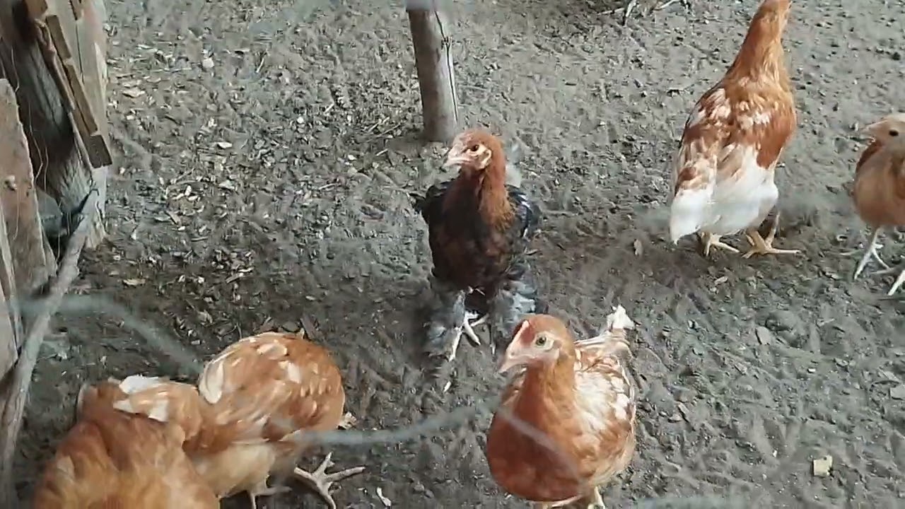Atualizando a criação de galinhas caipira 🐔🐔🐤🐤