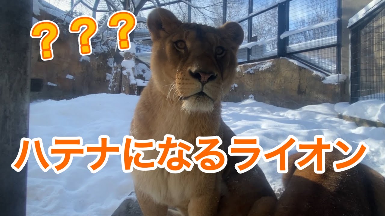 あれれ⁉︎開園直後に何が？営業モードのライオンに何が？オリトイオ＆ザリアファミリー物語《旭山ライオン＆トラ》vol738What happens？Lion＆Tiger