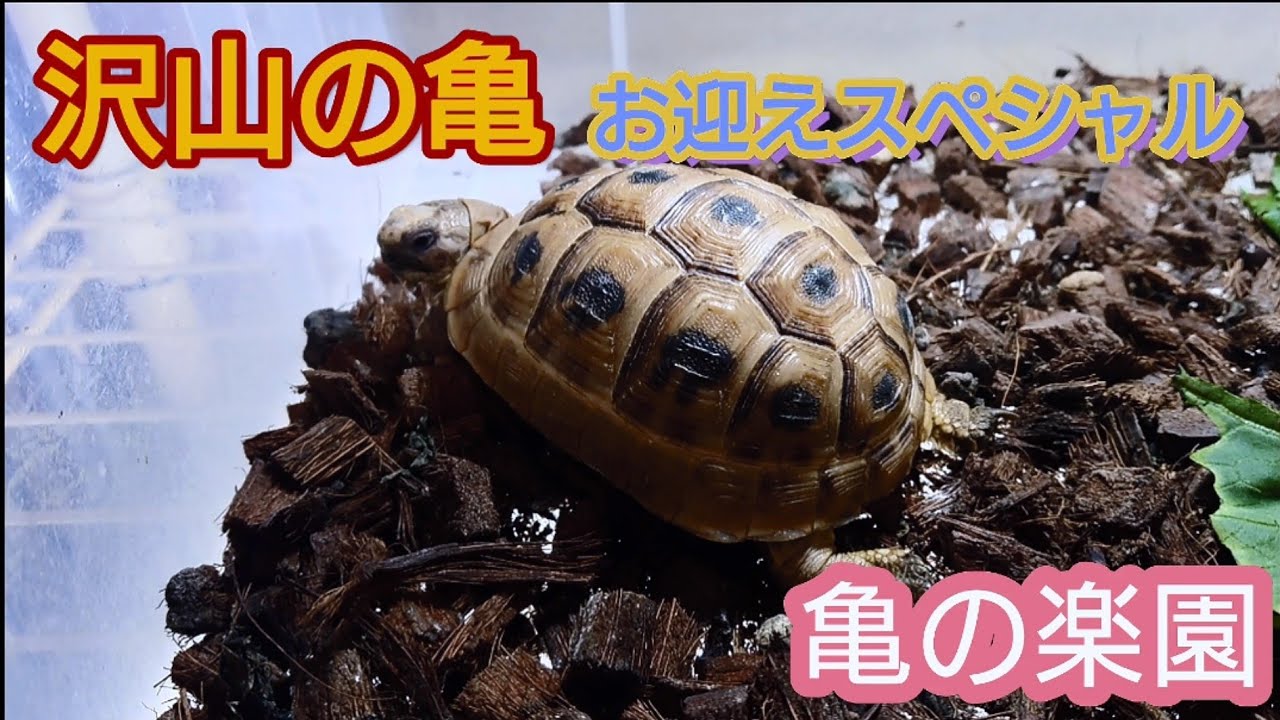沢山の亀お迎えスペシャル 亀の楽園 岡山