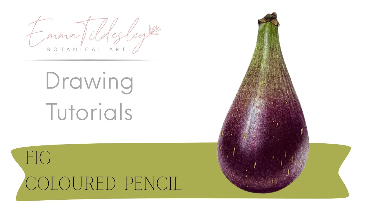 Fig in Coloured Pencil - FREE TUTORIAL