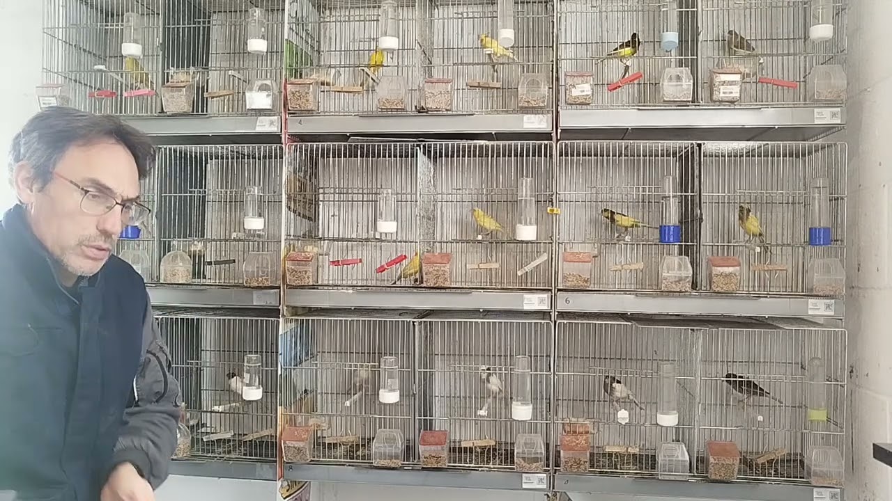 Ratito en el aviario 129 ( aún me van a derrumbar el aviario 😮😮😮)