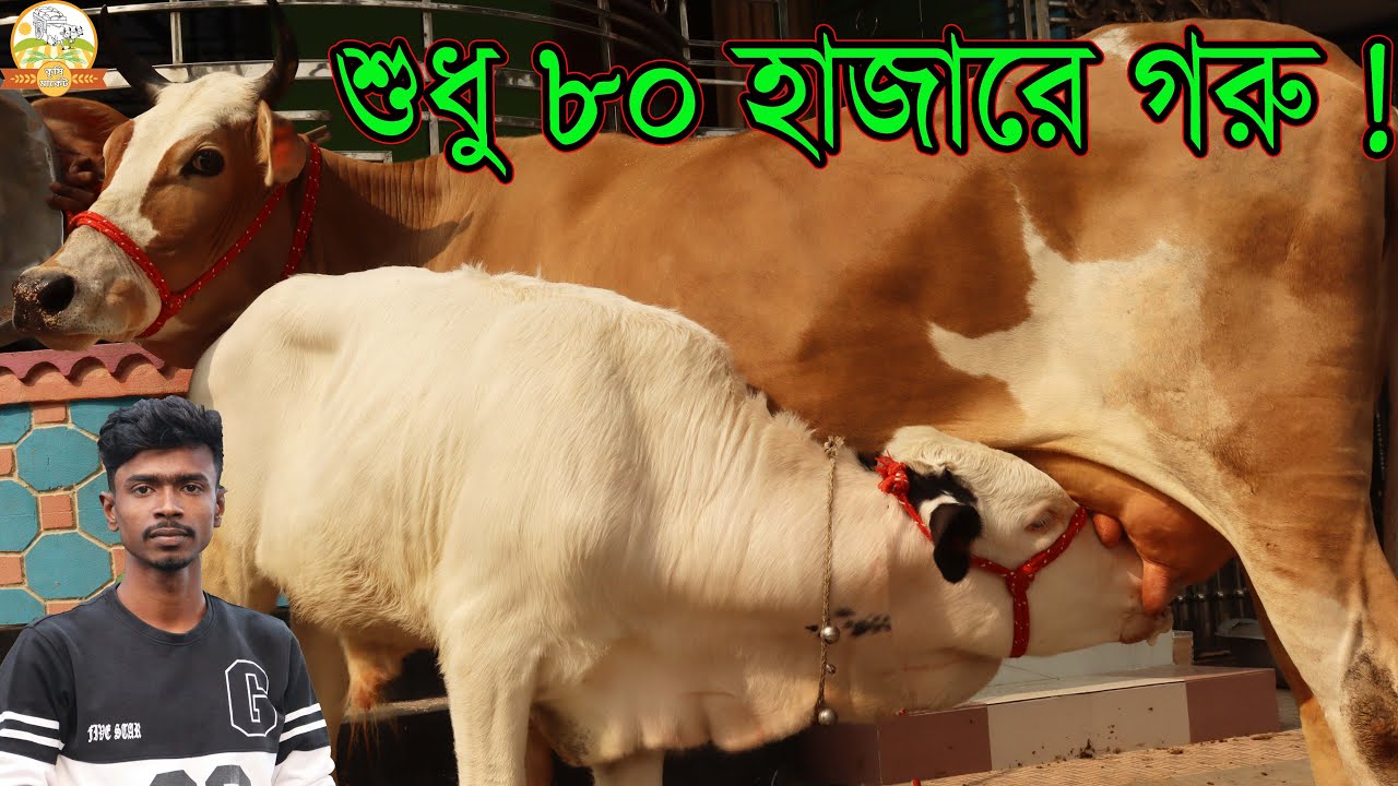 বেলজিয়াম জাতের সেরা দুধের গাভী । শুধু ৮০ হাজারে গরু ! সুমন ভাইয়ের বর্ষসেরা আনকমন কালেকশন