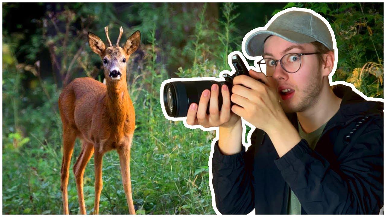 Wildtierfotografie | Ich teste Canons Teleobjektiv (EF 70-300mm)