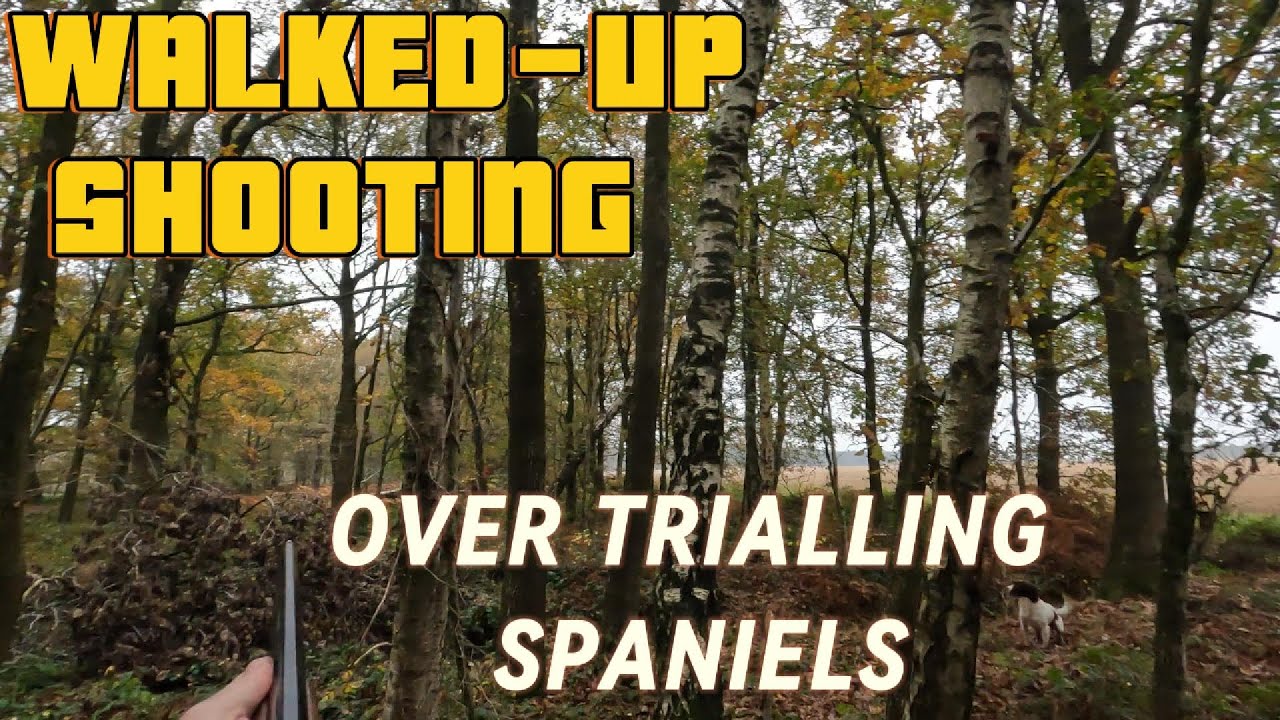WALKED-UP SHOOTING OVER TRIALLING SPANIELS