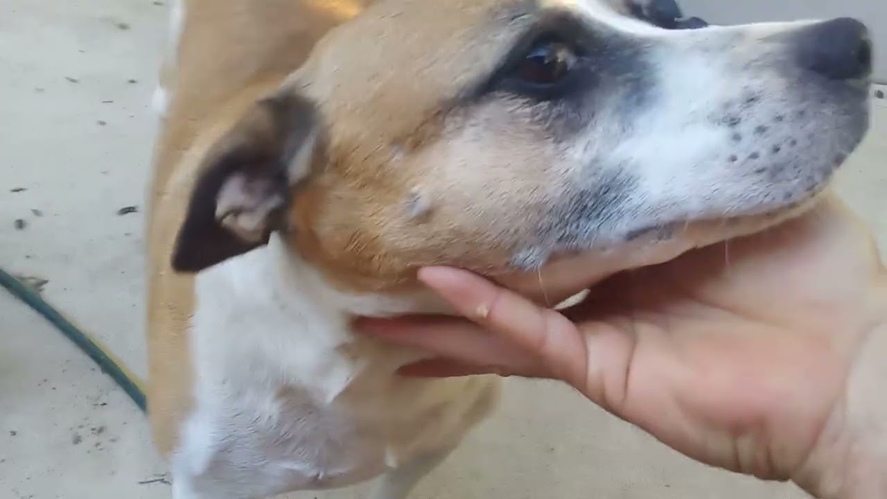 Puppies hear Weet-Bix… then absolute chaos breaks loose 🐶😂