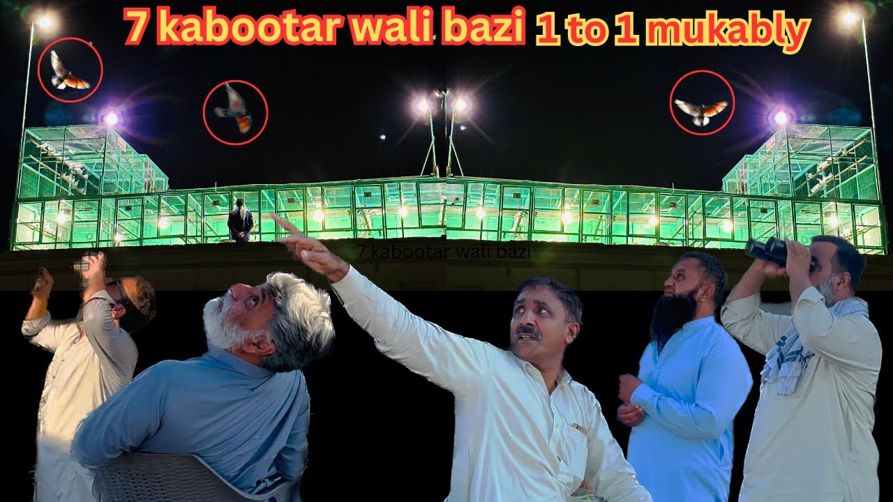 7 kabootar wali bazi 1 to 1 mukably 56 ghro k sth 😱 | Dar pigeons club |