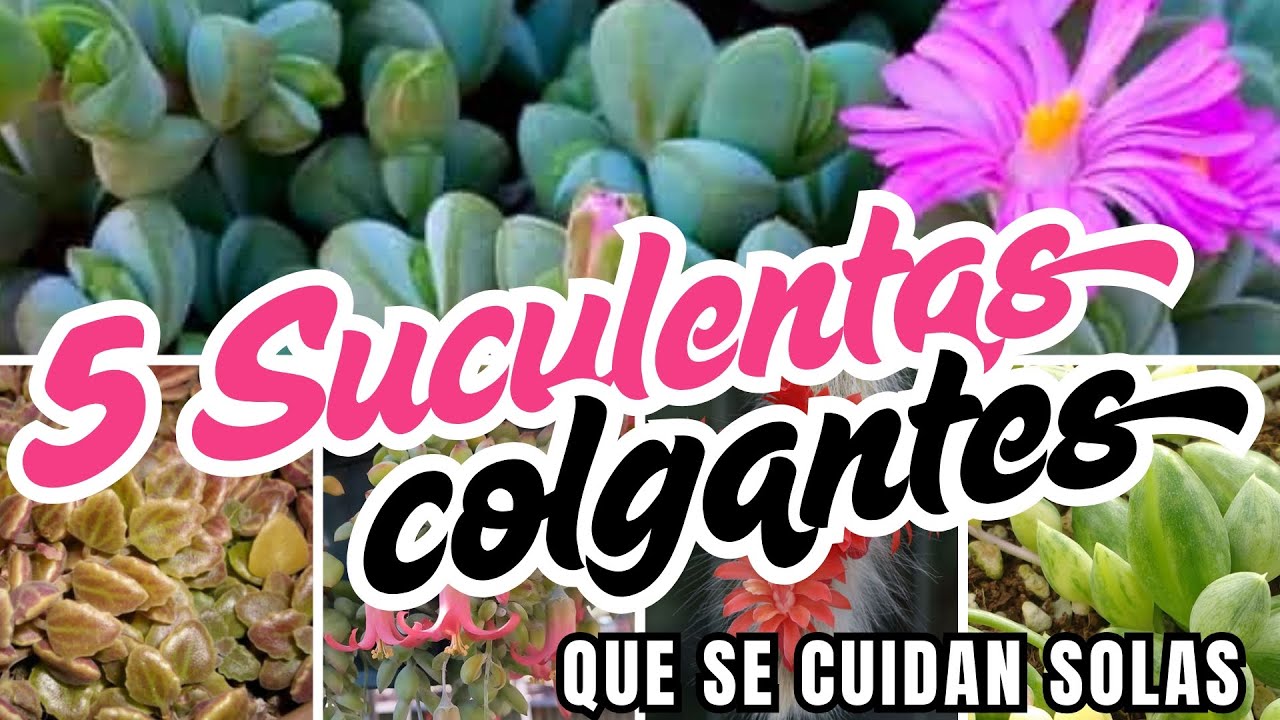 SUCULENTAS COLGANTES que se cuidan solas