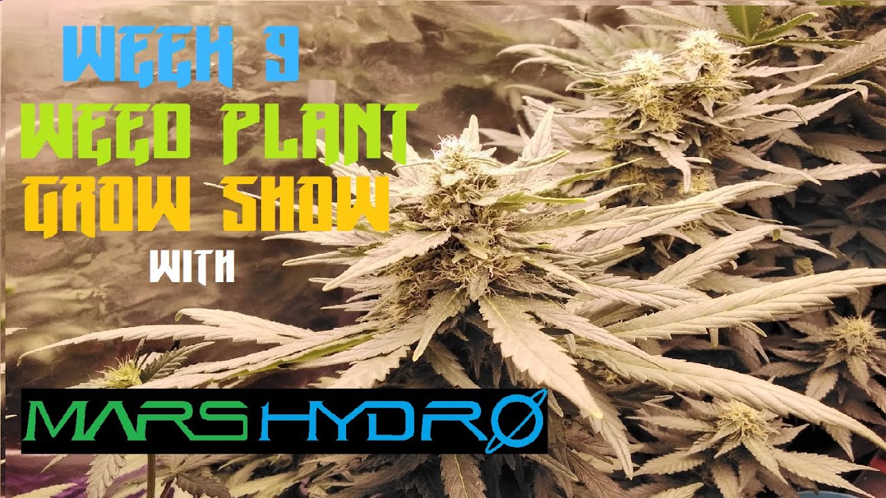 Growing Nice Bud, Weed Plant Cannabis Grow Show w/ Mars Hydro