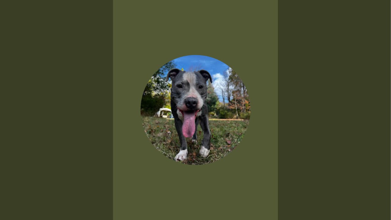 Lovedog🐾🐶 está en vivo