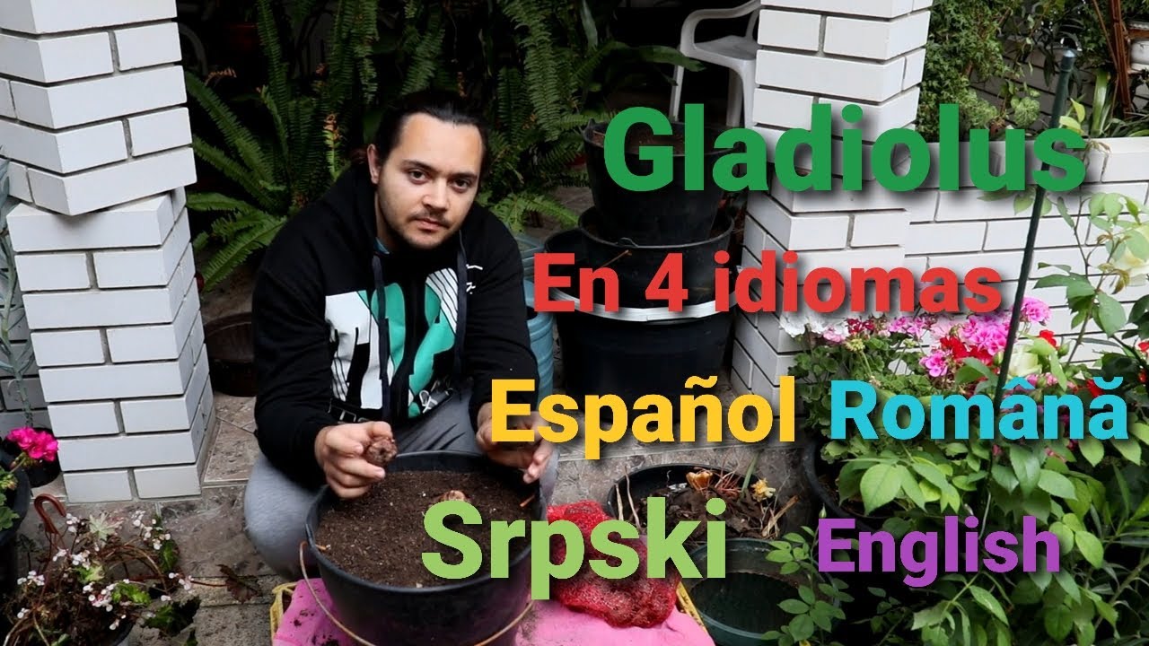 Como PLANTAR los BULBOS de GLADIOLUS en 4 IDIOMAS: ESPAÑOL | ROMÂNĂ | SRPSKI | ENGLISH