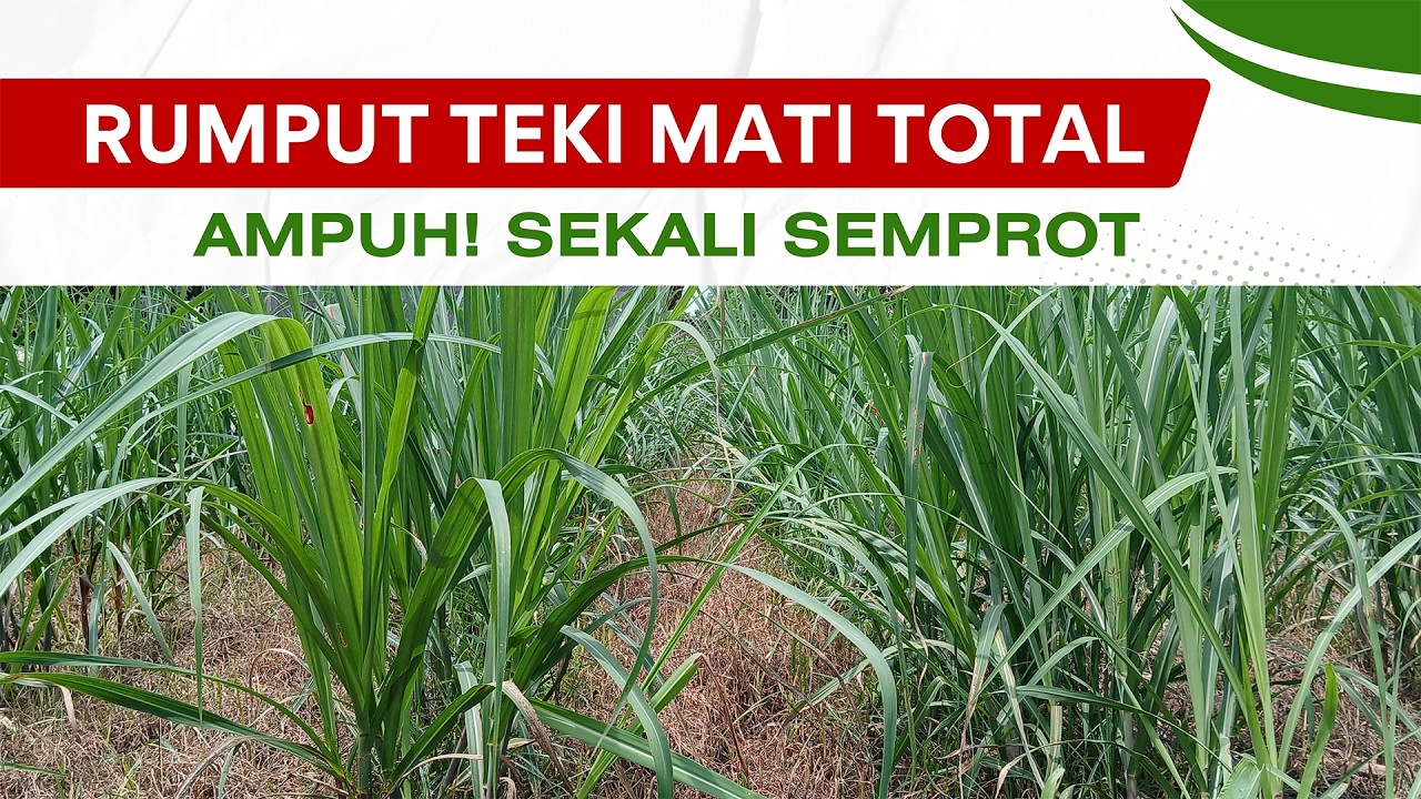 Cara Ampuh Basmi Rumput Teki, Lulangan dan Semua Gulma Berdaun Sempit atau Lebar