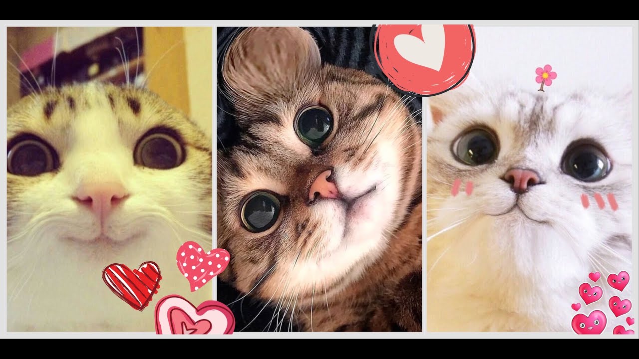 THE Funniest cats and kittens ever! Best moments! Best COUB 2024 #2 #animals #cats #funny