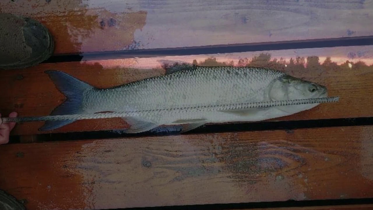 Tisza- T&oacute; Fishing Bar&aacute;ti Pergető Tal&aacute;lkoz&oacute;, &Eacute;lm&eacute;nyfalu Sarud.