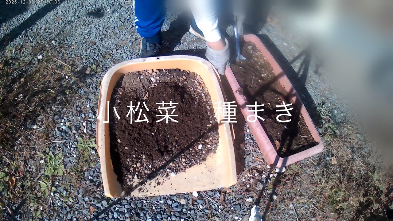 小松菜　種まき