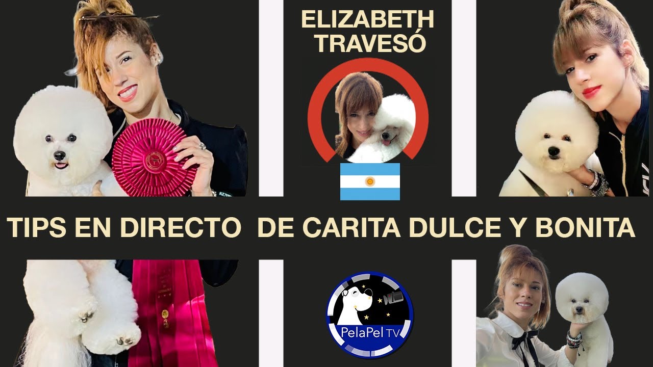 Cómo cortar el pelo a un perro,TIPS CARITAS  BONITAS Y DULCES en  peluquería con ELIZABETH TRAVESÓ