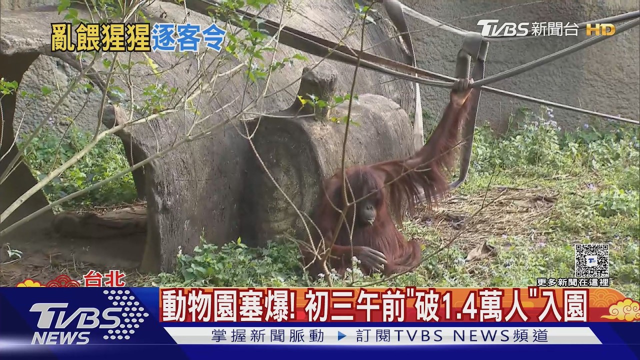 亂餵猩猩! 男子遭勸阻「繼續丟擲」 北市動物園:再犯直接請離場｜TVBS新聞 @TVBSNEWS01